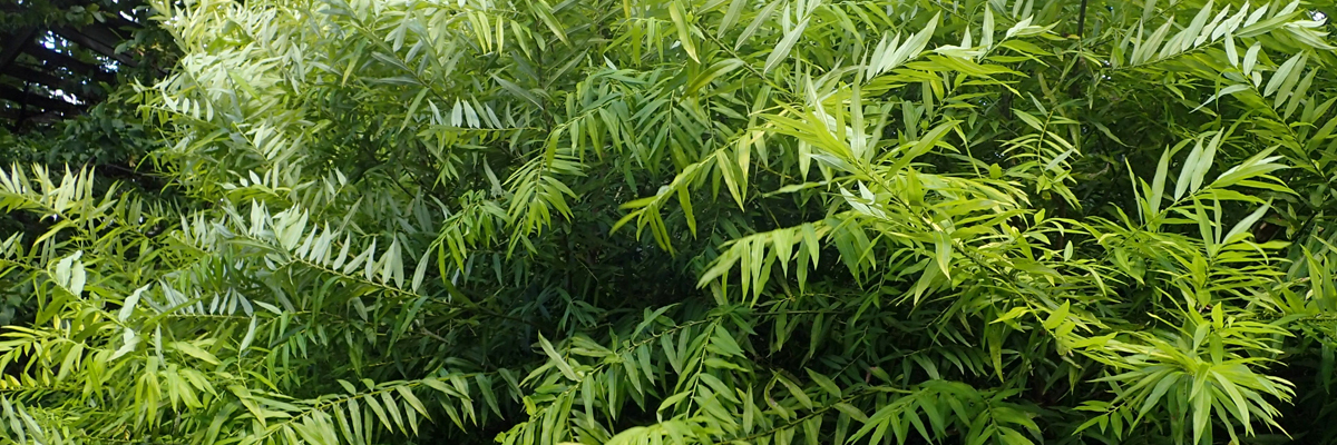 Salix