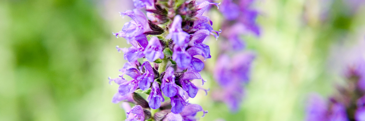 Salvia