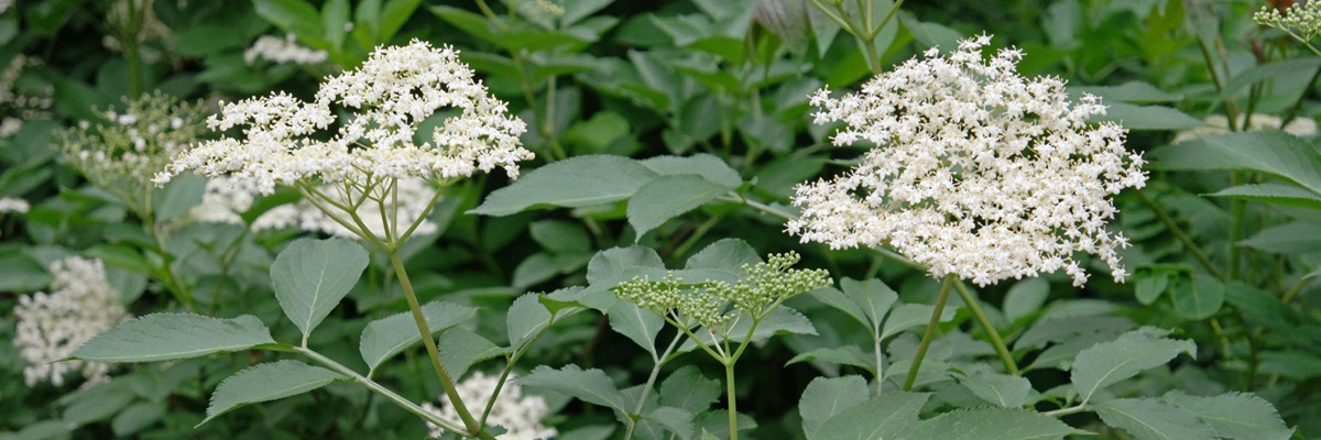 Sambucus