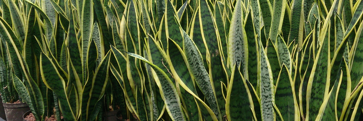 Sansevieria