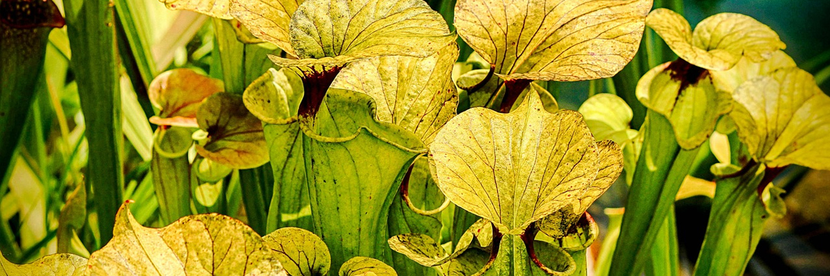 Sarracenia