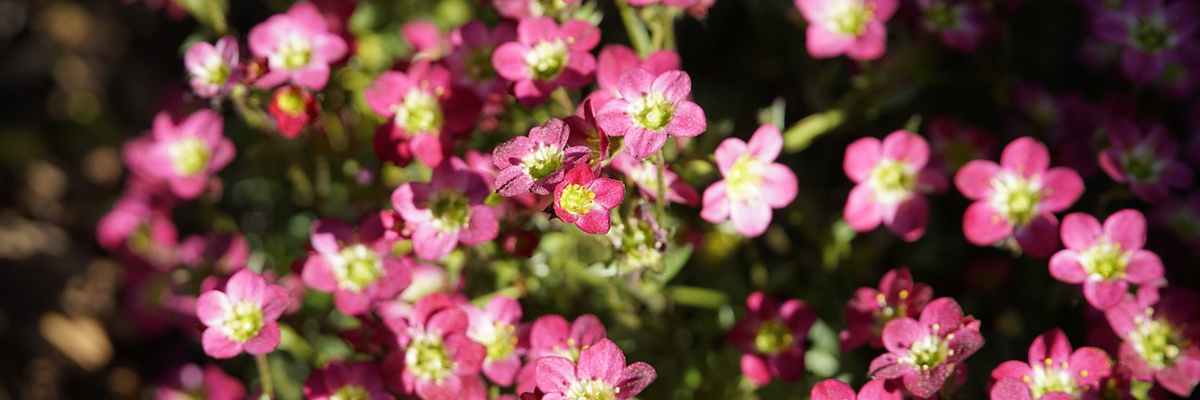 Saxifraga