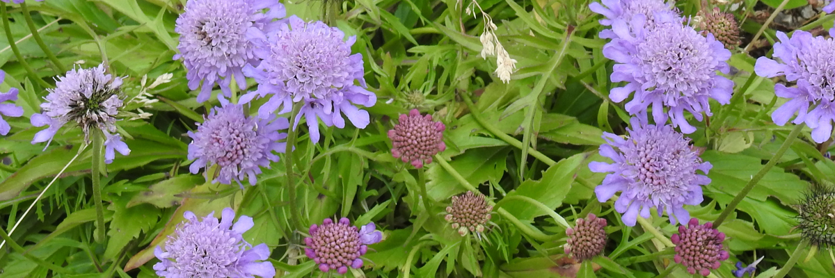 Scabiosa