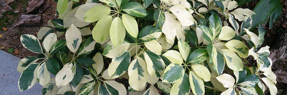 Schefflera