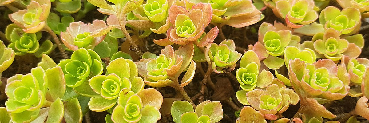 Sedum