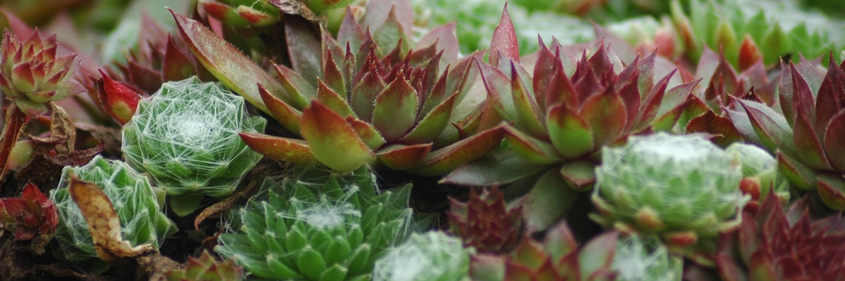 Sempervivum