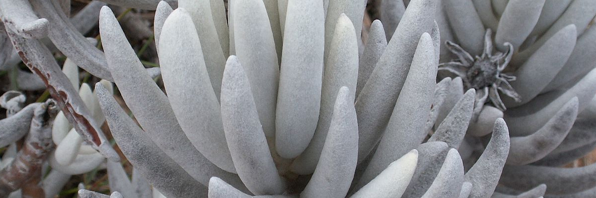 Senecio