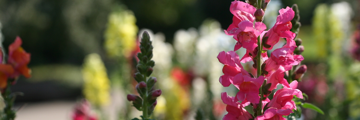 Snapdragon