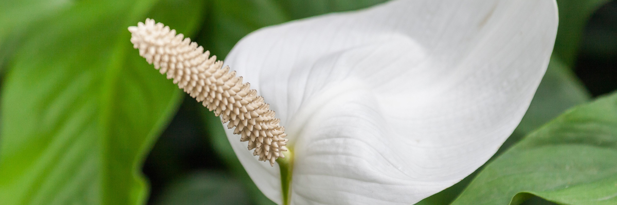 Spathiphyllum