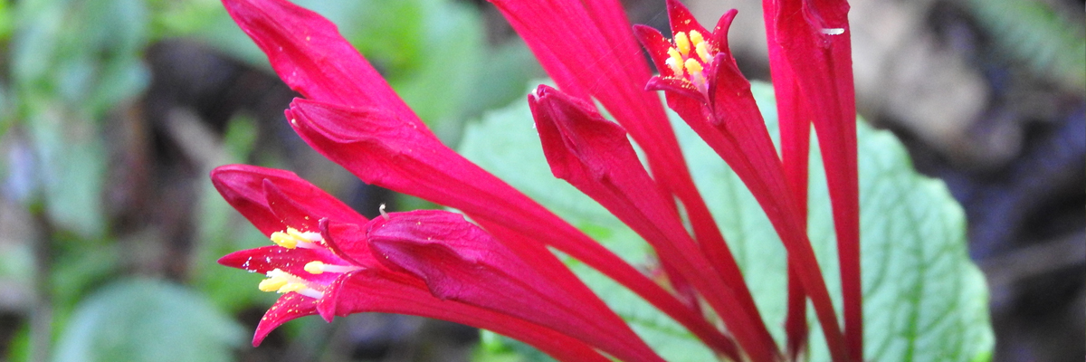 Spigelia