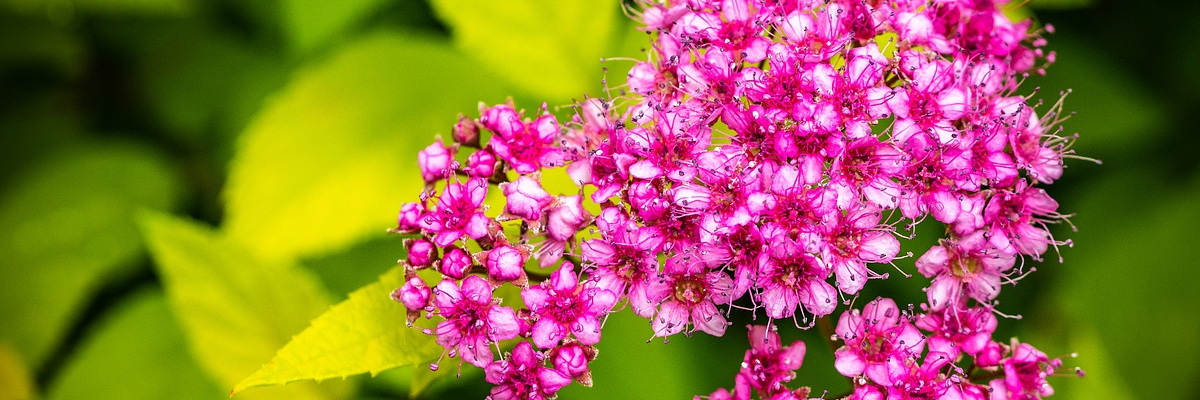 Spiraea