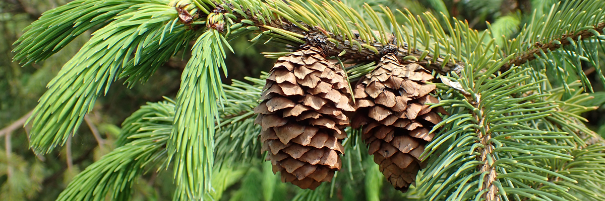 Spruce