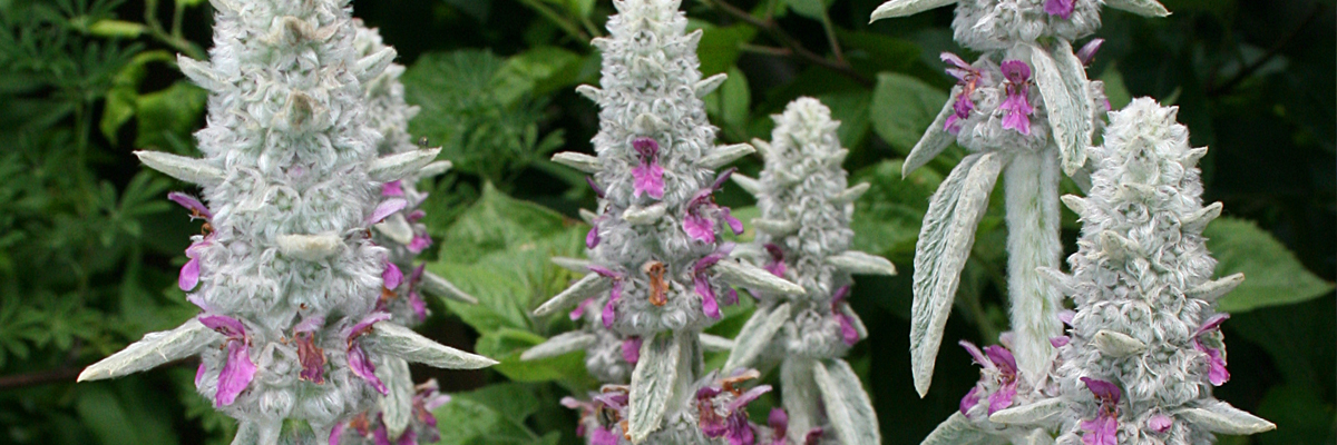 Stachys