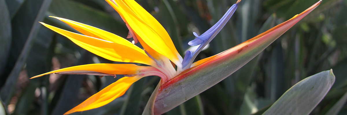 Strelitzia