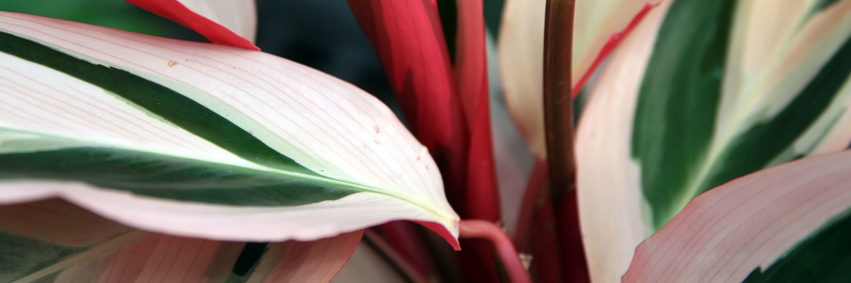 Stromanthe
