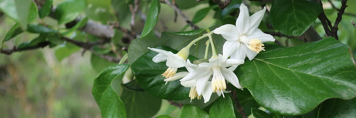 Styrax