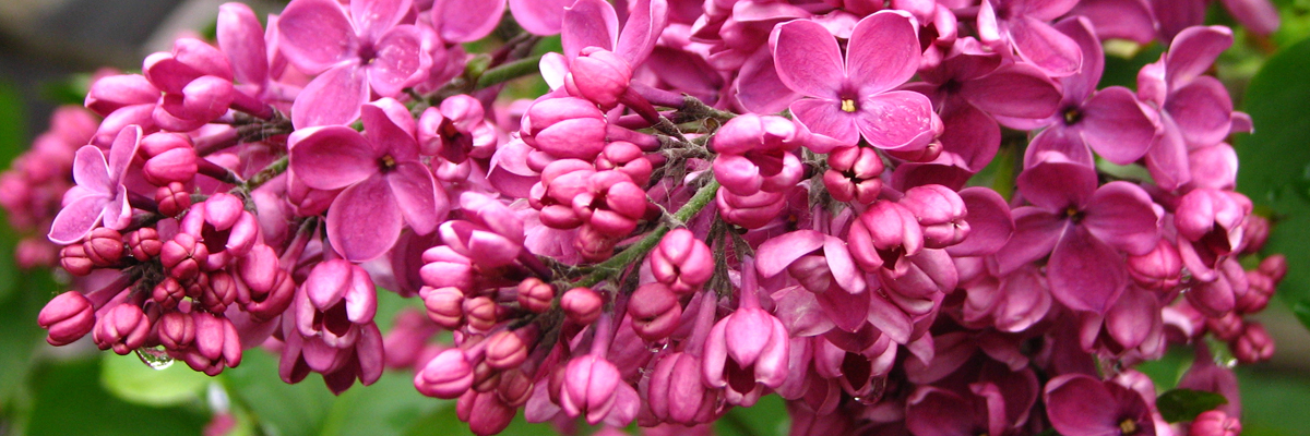 Syringa