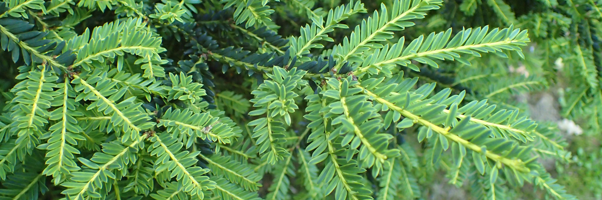 Taxus