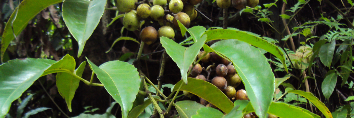 Tetrastigma