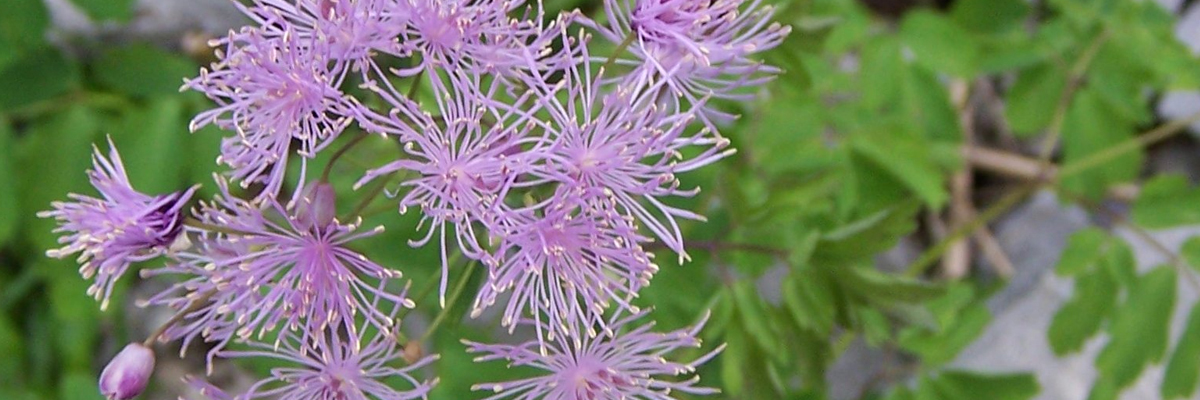 Thalictrum