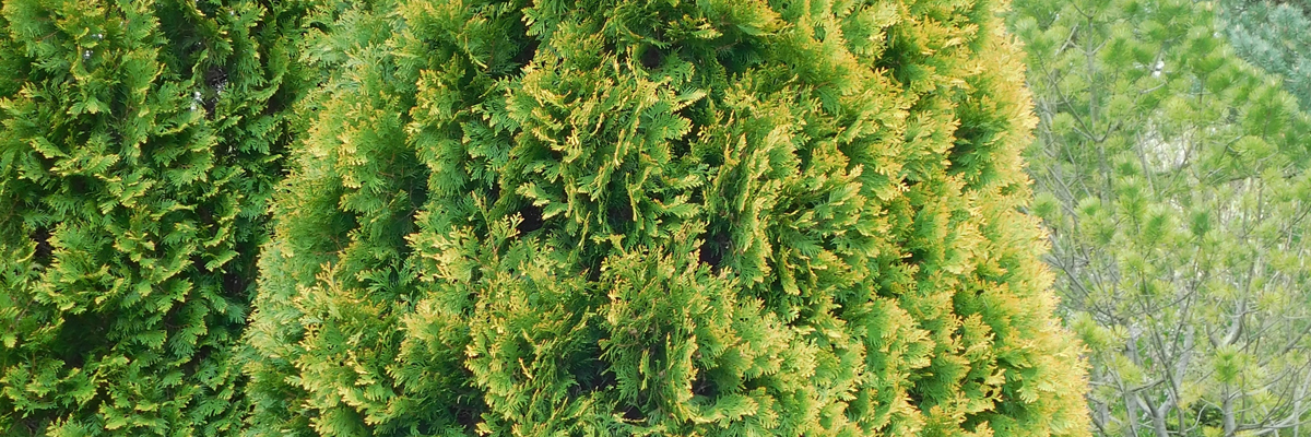 Thuja