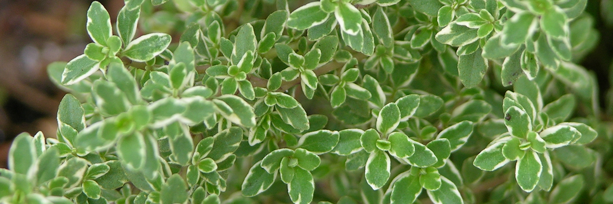 Thyme