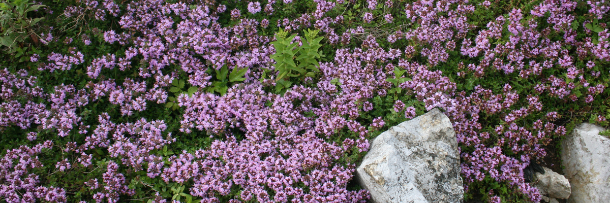 Thymus