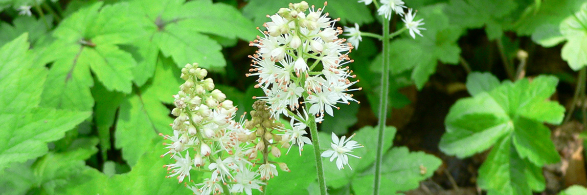 Tiarella