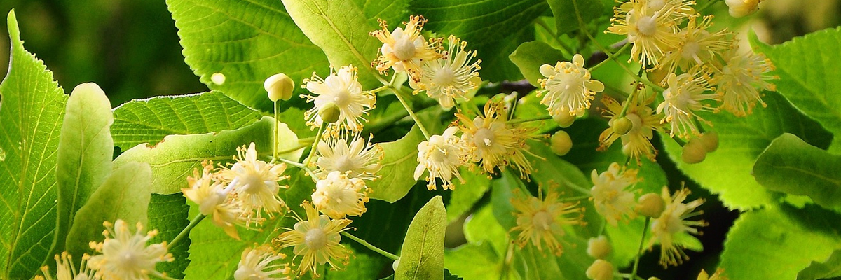 Tilia