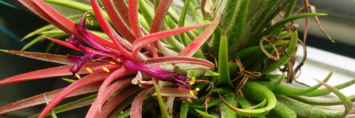 Tillandsia