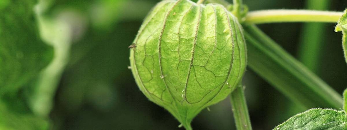 Tomatillo