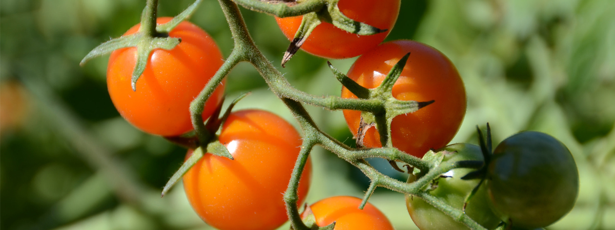 Tomato