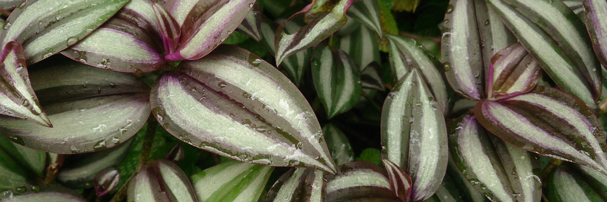 Tradescantia