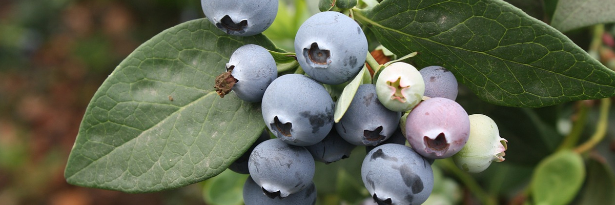 Vaccinium