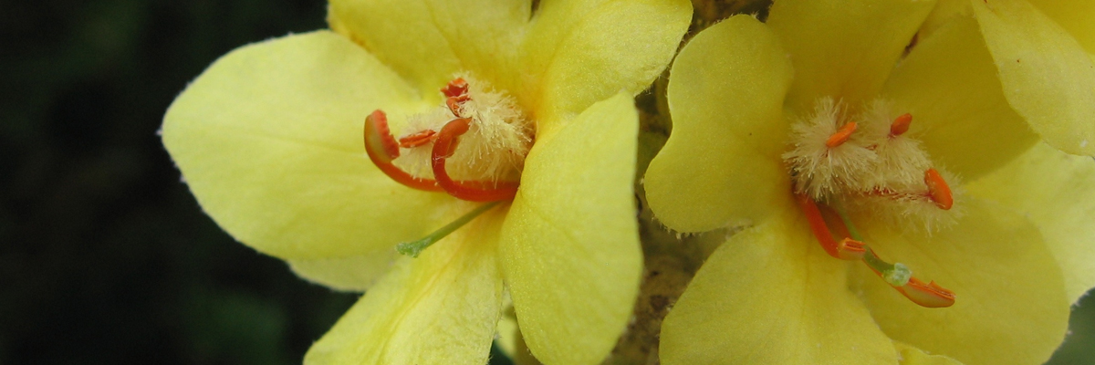 Verbascum