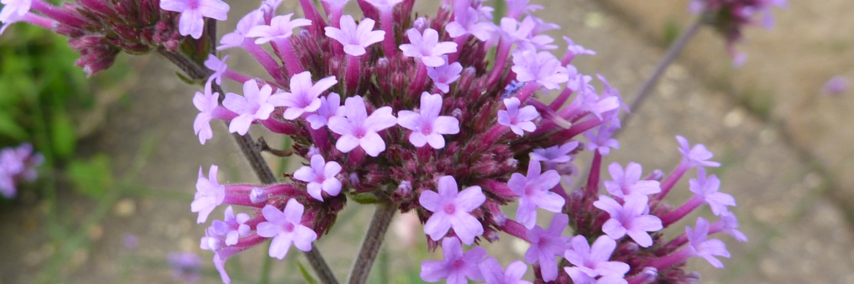 Verbena