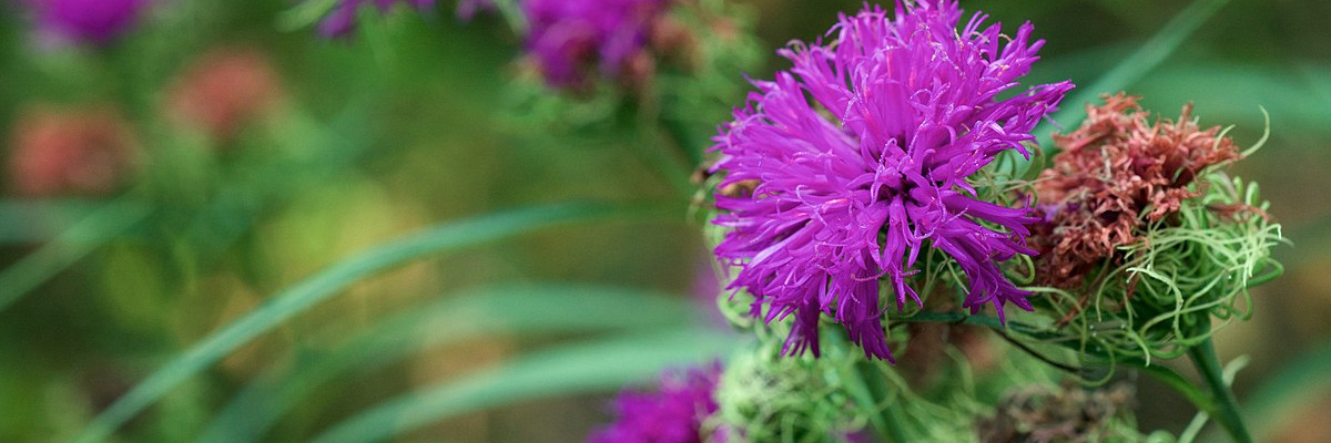 Vernonia