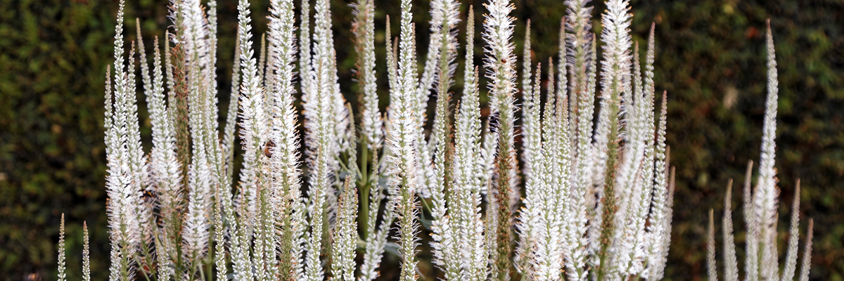 Veronicastrum