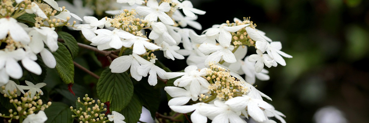 Viburnum