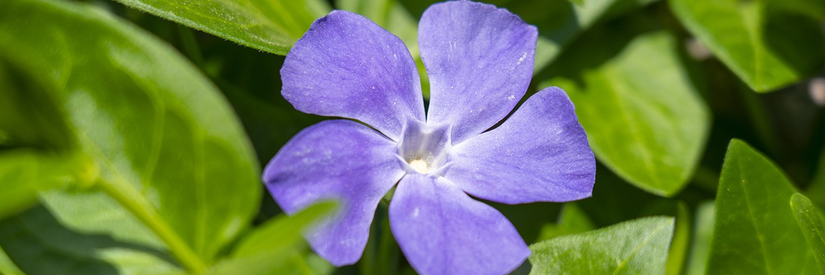 Vinca