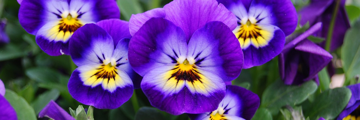Viola