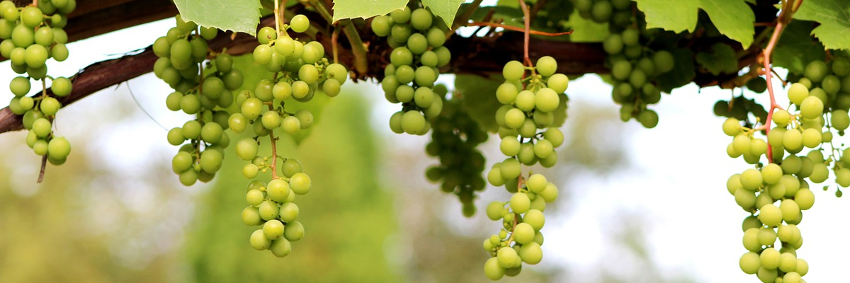 Vitis
