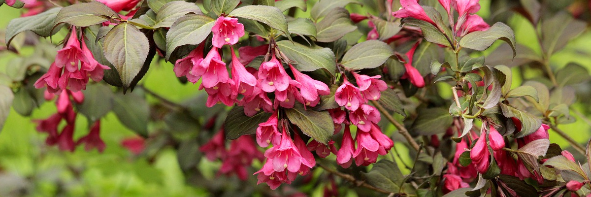 Weigela