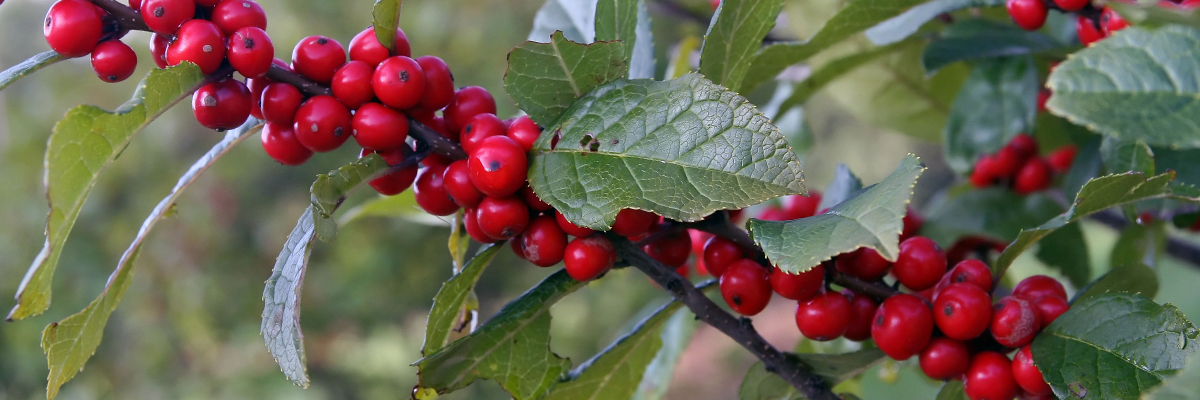 Winterberry