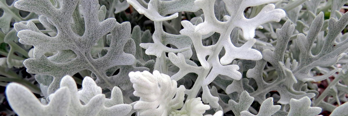 Wormwood