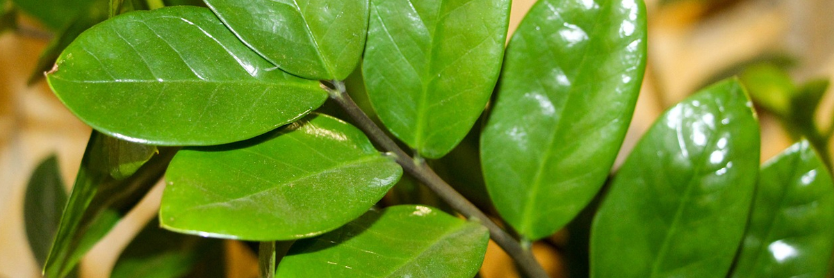 Zamioculcas