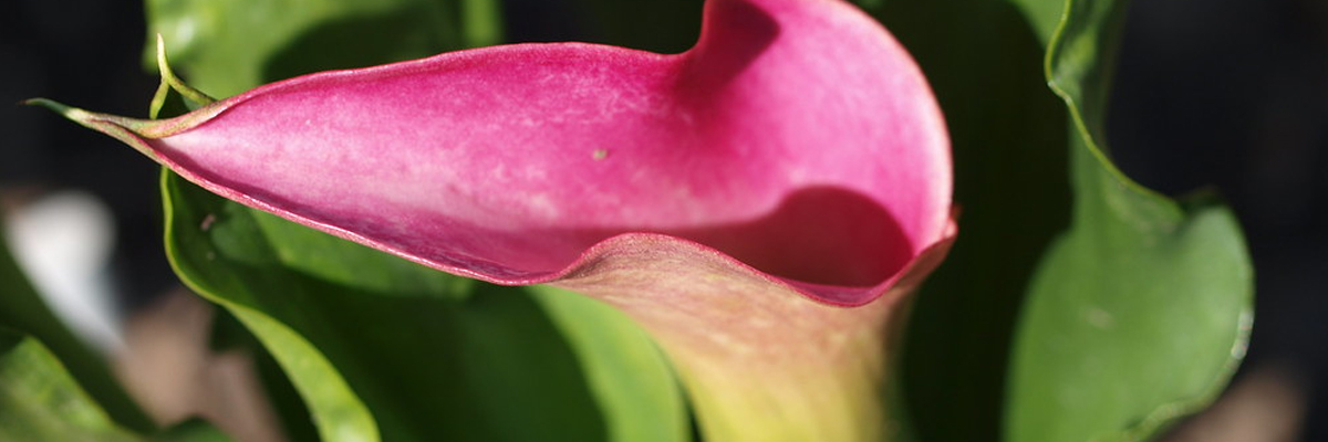 Zantedeschia