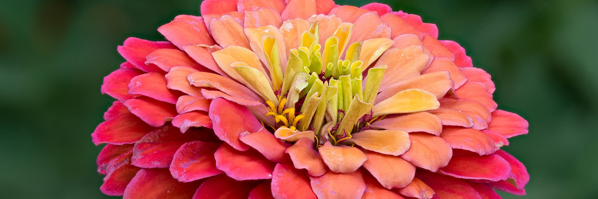 Zinnia