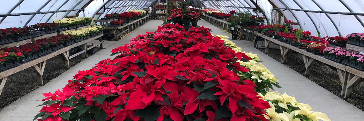 Christmas Plants