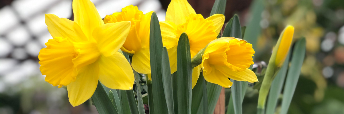 Potted Bulbs